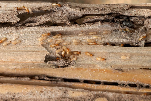 Best Termite Control Services  in Fruitland Park, FL